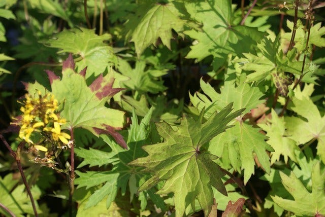 Kruiskruid (Ligularia Przewalskii) BIO