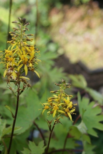  Kruiskruid (Ligularia Przewalskii) BIO