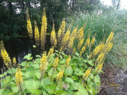  Kruiskruid (Ligularia Stenocephala 'The Rocket')
