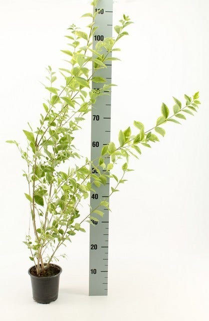  Liguster (Ligustrum Ovalifolium 'Aureum')