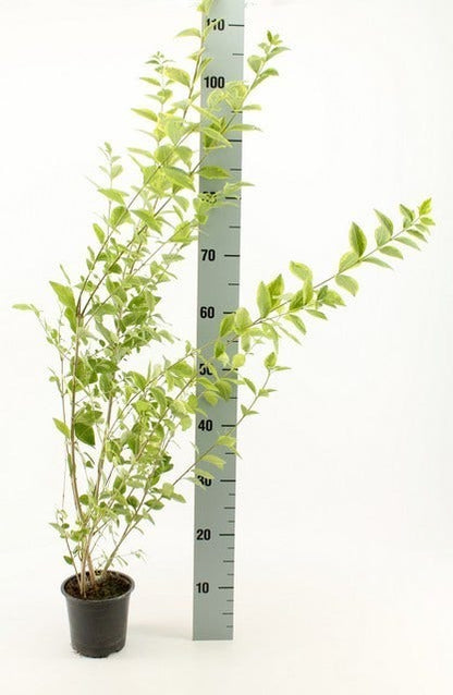 Liguster (Ligustrum Ovalifolium 'Aureum')