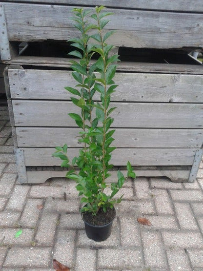  Ligusterhaag (Ligustrum Ovalifolium)