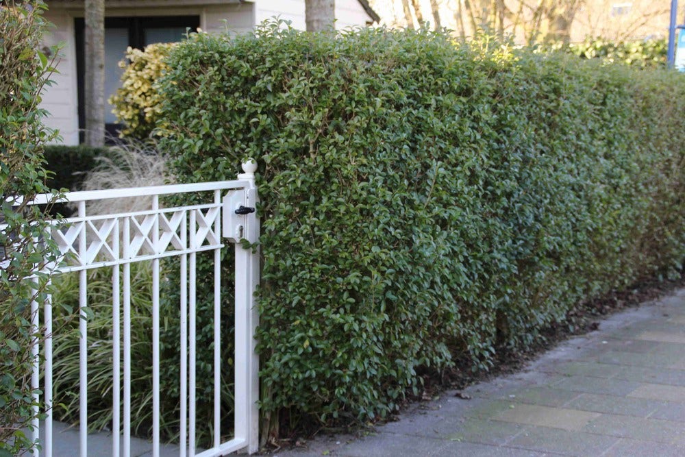  Ligusterhaag (Ligustrum Ovalifolium)