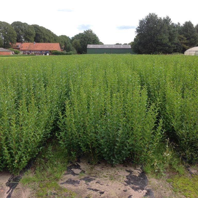  Ligusterhaag (Ligustrum Ovalifolium)