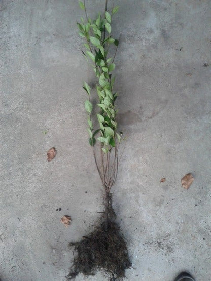  Ligusterhaag (Ligustrum Ovalifolium)
