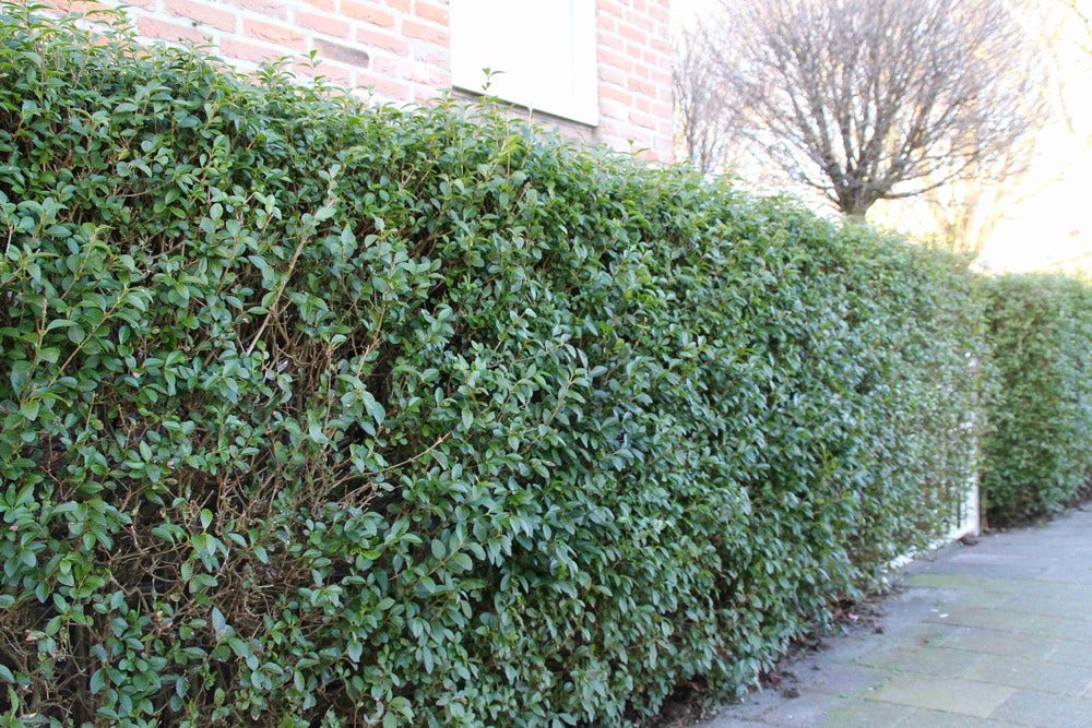  Ligusterhaag (Ligustrum Ovalifolium)
