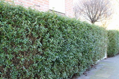  Ligusterhaag (Ligustrum Ovalifolium)