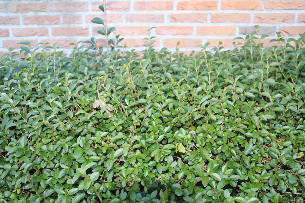  Ligusterhaag (Ligustrum Ovalifolium)