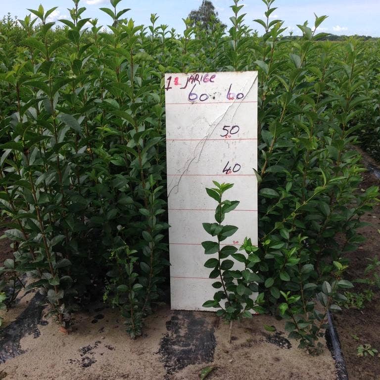  Ligusterhaag (Ligustrum Ovalifolium)