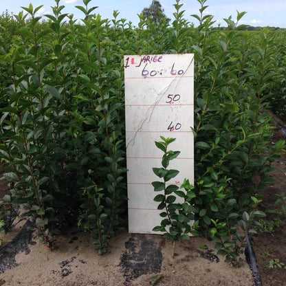  Ligusterhaag (Ligustrum Ovalifolium)