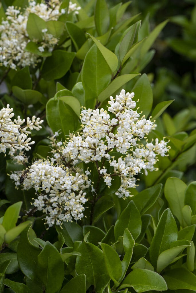  Liguster (Ligustrum Japonicum)