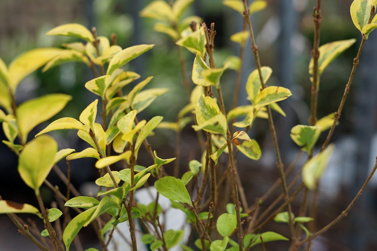  Liguster (Ligustrum Ovalifolium 'Aureum')