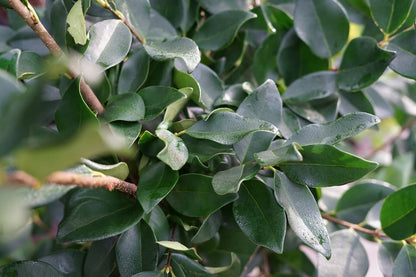  Liguster (Ligustrum Japonicum 'Texanum')