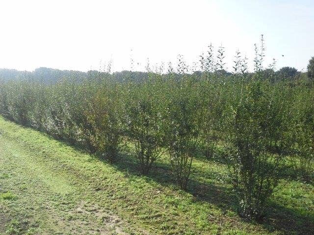  Liguster (Ligustrum Vulgare 'Atrovirens')