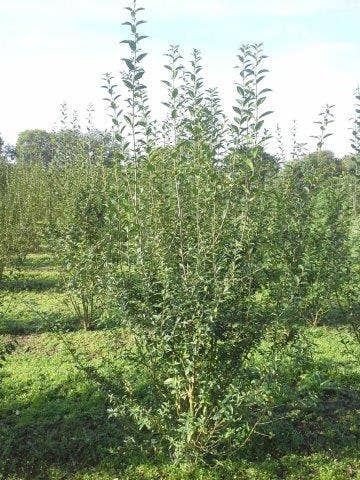  Liguster (Ligustrum Vulgare 'Atrovirens')