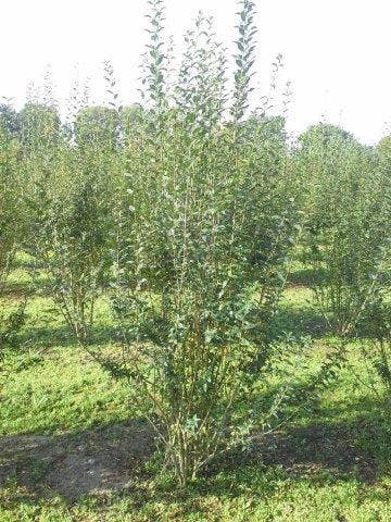  Liguster (Ligustrum Vulgare 'Atrovirens')