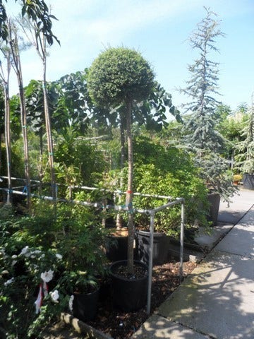  Bolliguster (Ligustrum Delavayanum)