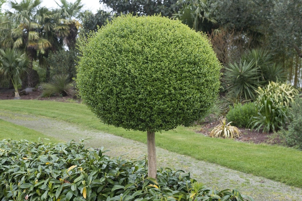  Bolliguster (Ligustrum Delavayanum)
