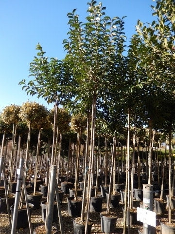  Liguster Als Boom (Ligustrum Japonicum)