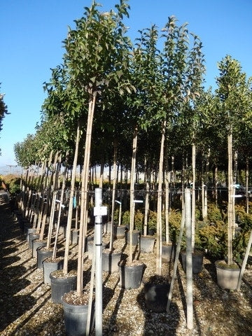  Liguster Als Boom (Ligustrum Japonicum)
