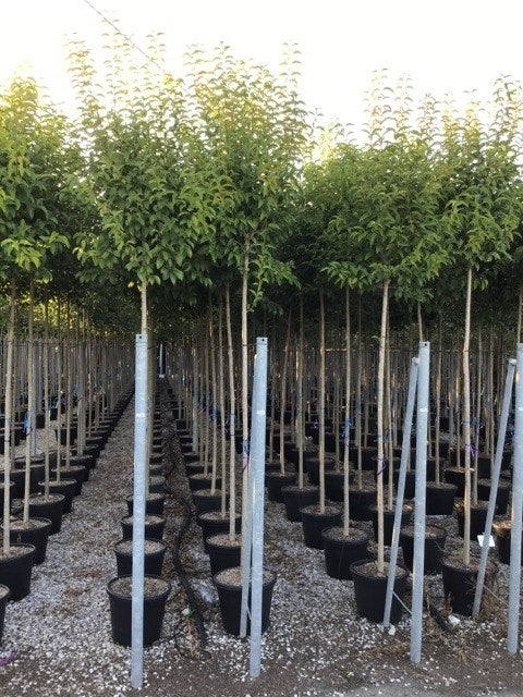  Liguster Als Boom (Ligustrum Japonicum)