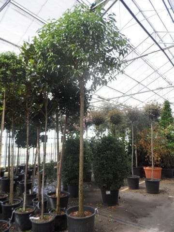 Liguster Als Boom (Ligustrum Japonicum)