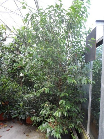  Liguster (Ligustrum Japonicum)