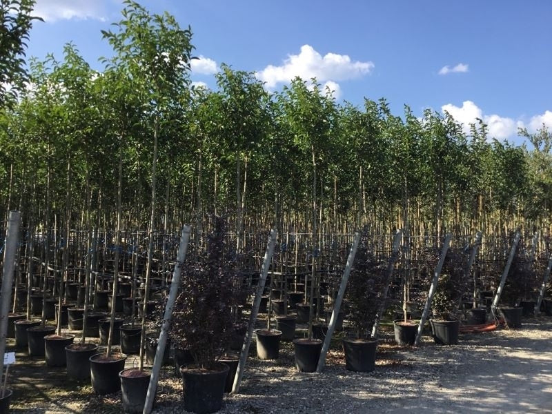  Liguster Als Boom (Ligustrum Japonicum)