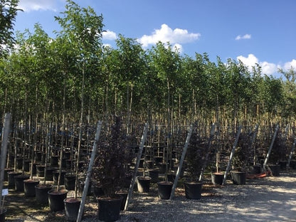  Liguster Als Boom (Ligustrum Japonicum)