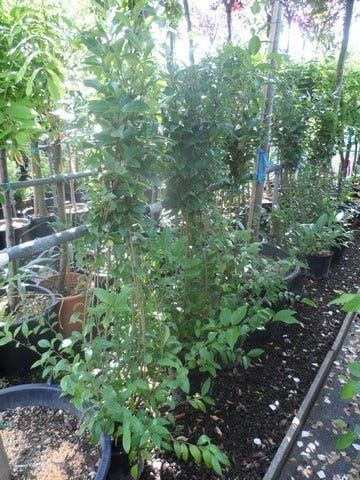  Liguster (Ligustrum Japonicum)