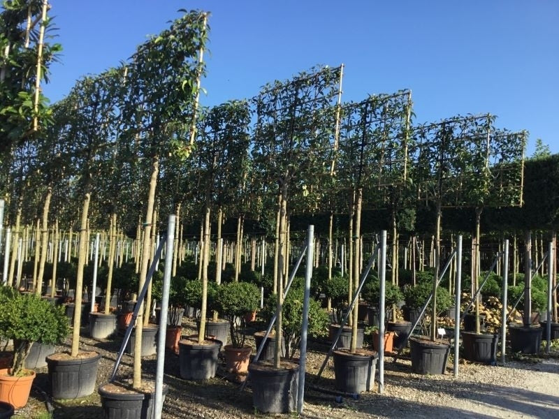  Liguster Als Leiboom (Ligustrum Japonicum) NU EXTRA VOORDELIG