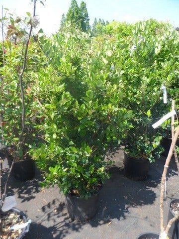  Liguster (Ligustrum Japonicum 'Texanum')