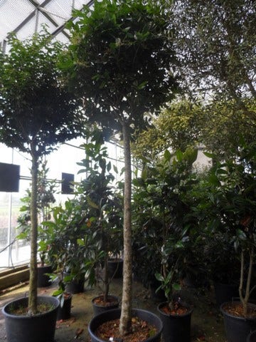  Liguster Op Stam (Ligustrum Japonicum 'Texanum')