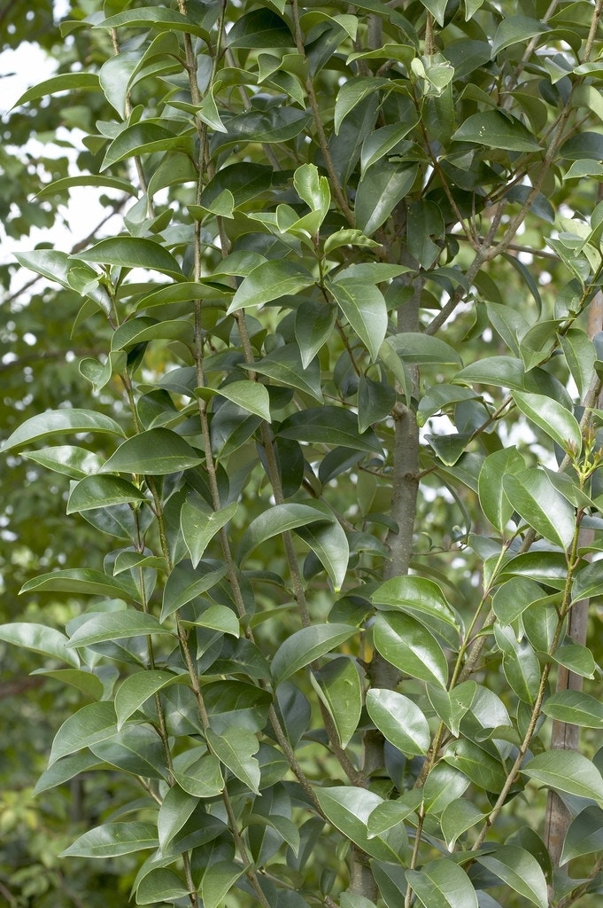  Liguster (Ligustrum Lucidum)