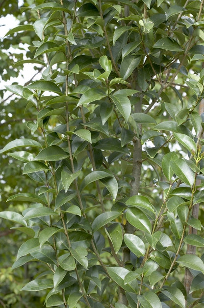  Liguster (Ligustrum Lucidum)