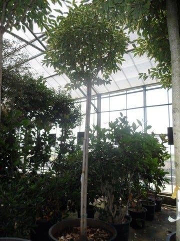  Liguster (Ligustrum 'Excelsum Superbum')