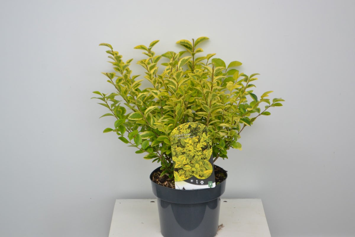  Liguster (Ligustrum Ovalifolium 'Aureum')