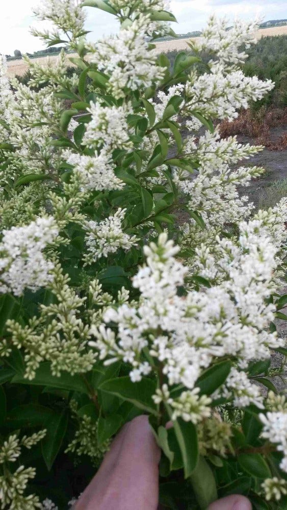  Ligusterhaag (Ligustrum Ovalifolium)