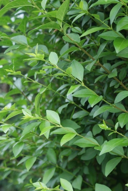  Ligusterhaag (Ligustrum Ovalifolium)