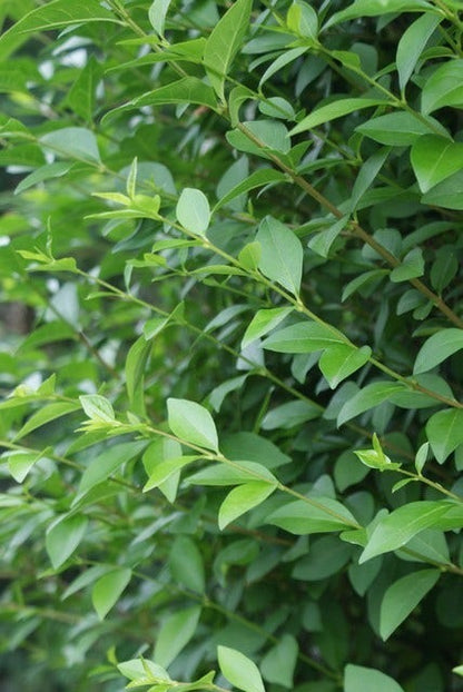  Ligusterhaag (Ligustrum Ovalifolium)