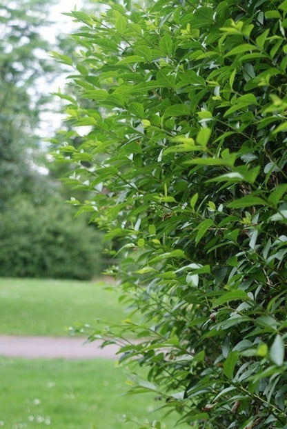  Ligusterhaag (Ligustrum Ovalifolium)