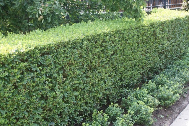 Ligusterhaag (Ligustrum Ovalifolium)