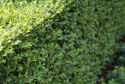  Ligusterhaag (Ligustrum Ovalifolium)
