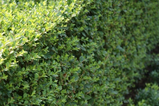  Ligusterhaag (Ligustrum Ovalifolium)