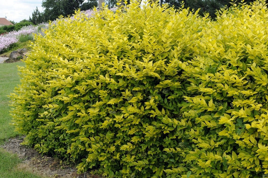  Liguster (Ligustrum Ovalifolium 'Aureum')