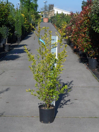  Liguster (Ligustrum Ovalifolium 'Aureum')