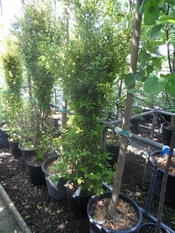  Liguster (Ligustrum Ovalifolium 'Aureum')