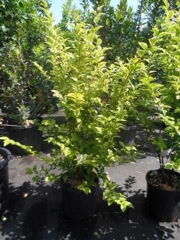  Liguster (Ligustrum Ovalifolium 'Aureum')