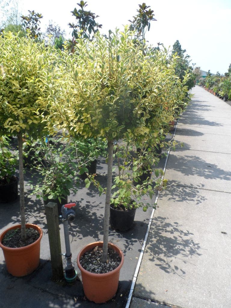  Liguster Op Stam (Ligustrum Ovalifolium 'Aureum')