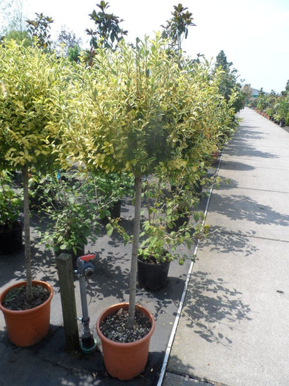  Liguster Op Stam (Ligustrum Ovalifolium 'Aureum')